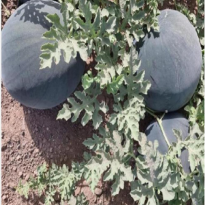 TOP Black King Diploid Watermelon Seeds