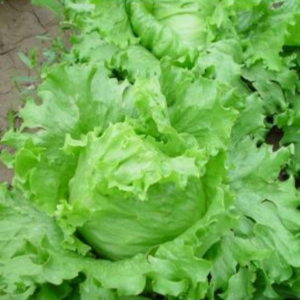 TOP Iceberg Lettuce Seed