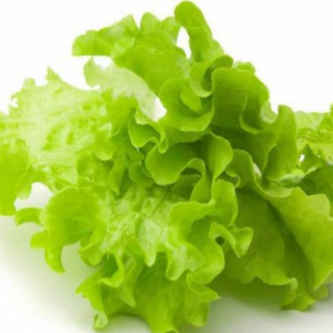 TOP Italian Lettuce Seed