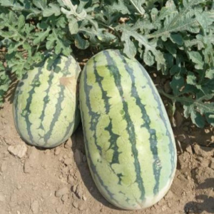 TOP Overlord Diploid Watermelon Seeds
