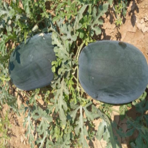 TOP Black Jing Diploid Watermelon Seed