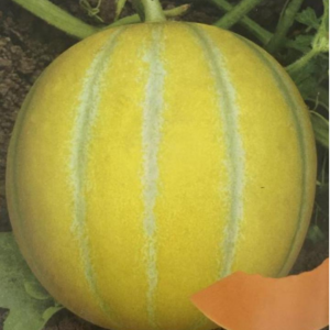 TOP Golden Baby Melon Seed