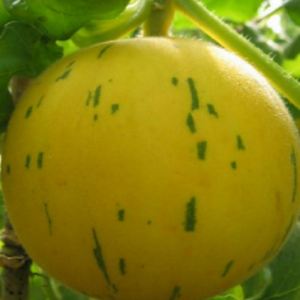 TOP Golden Girl Melon Seed