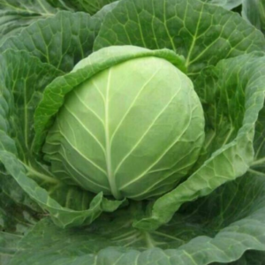 TOP LX Cabbage Seeds