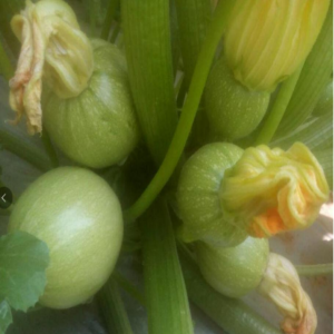 TOP Green Pearl Squash Seeds