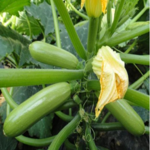 TOP Jade No.2 Zucchini Seeds