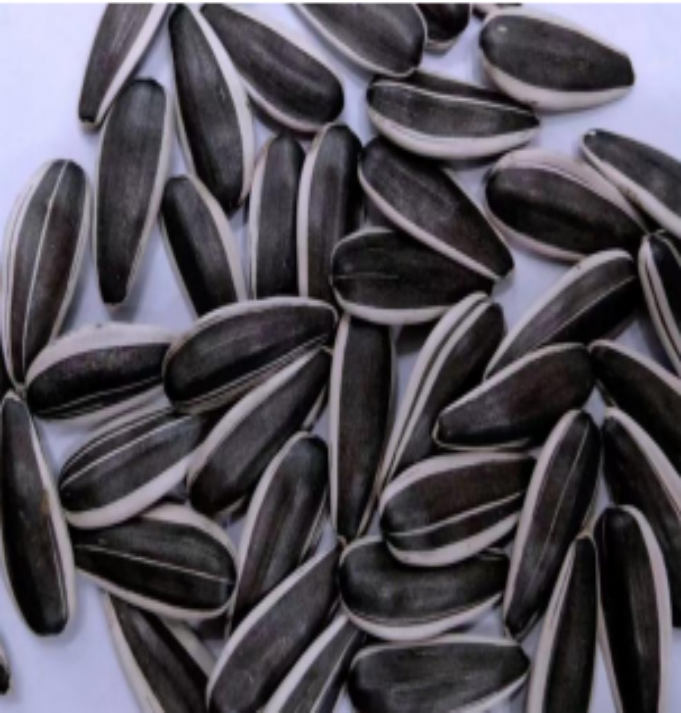 TOP NO.8 Edible Sunflower Seeds