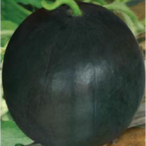 TOP NOFA 3 Seedless Watermelon Seeds