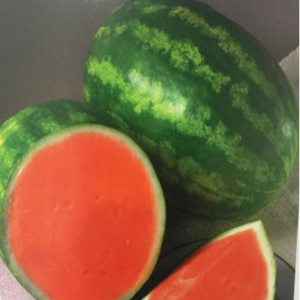 TOP RF Seedless Watermelon Seeds