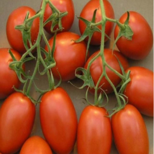TOP ROMAN Tomato Seeds
