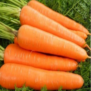 TOP Red Carrot Seeds