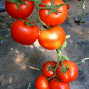TOP Red King Tomato Seeds