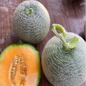 TOP Red Star Melon Seeds