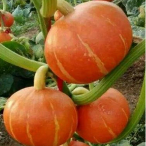 TOP Red Sun Pumpkin Seeds