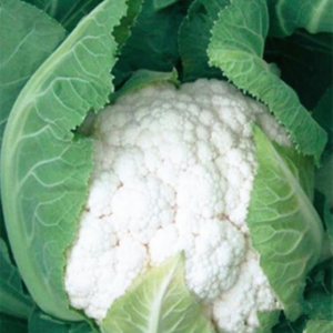 TOP Snow White Cauliflower Seeds