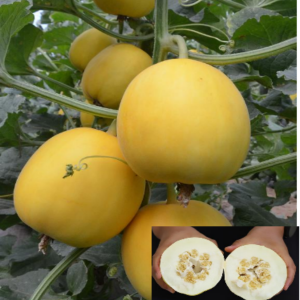 TOP Sweet Girl 60 Hybrid Melon Seed