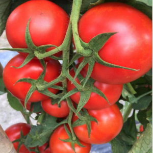 TOP TS No.11 Tomato Seeds