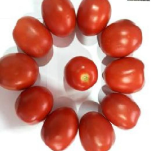 TOP TS NO.15 Tomato Seeds