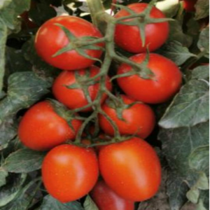 TOP TS No.17 Tomato Seeds