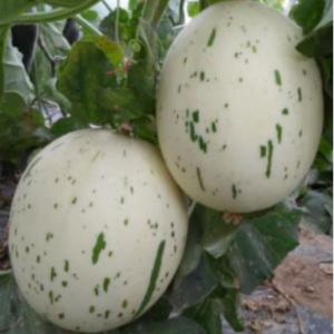 TOP White Diamond Melon Seed
