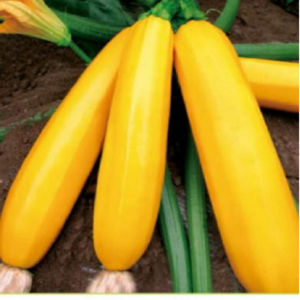 TOP Yellow Beauty Zucchini Seeds