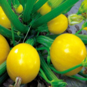 TOP Yellow Pearl Squash Seeds