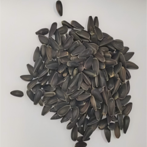 TOP 19012 Oil Sunflower Seeds