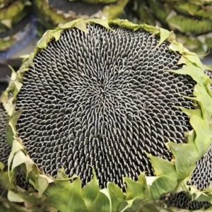 TOP 361 Edible Sunflower Seeds