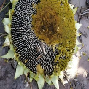 TOP 363 Edible Sunflower Seeds