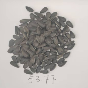 TOP 53177 Oil Sunflower Seeds