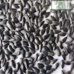 TOP 606 Oil Sunflower Seeds