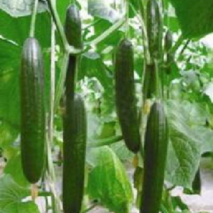 TOP C No.10 Cucumber Seeds