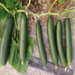 TOP C No.2 Cucumber Seeds
