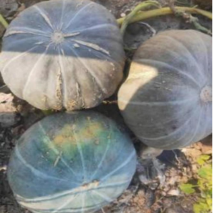 TOP N150 Pumpkin Seeds