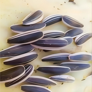 TOP NO.60 Edible Sunflower Seeds