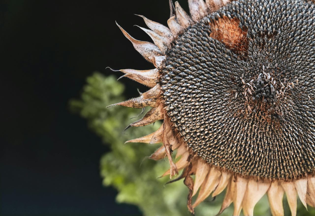 Hybrid Sunflower Seed