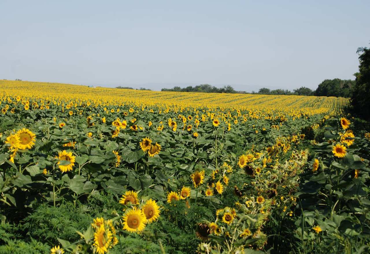 Hybrid Sunflower Seed